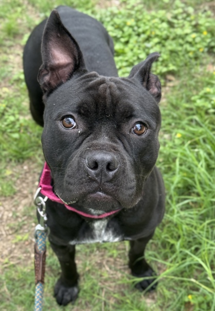 Pet Photo