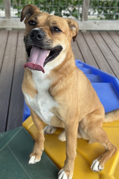 Pet Photo