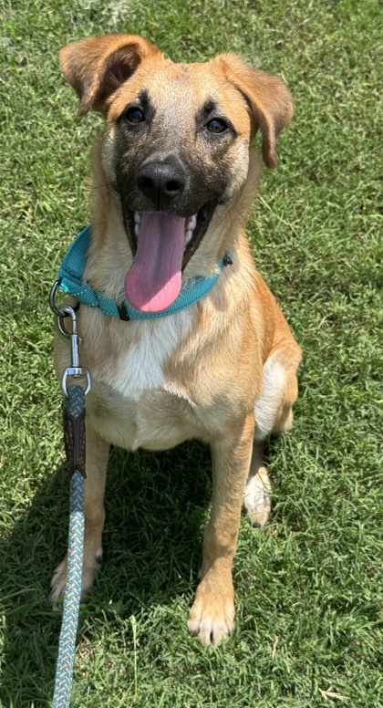 Pet Photo