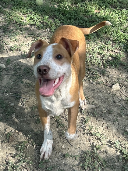 Pet Photo