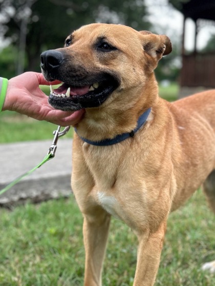 Pet Photo