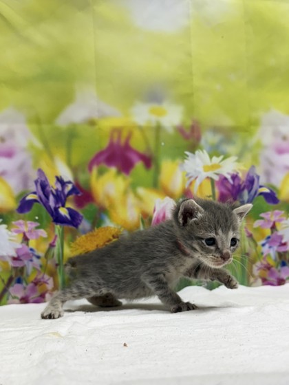 Pet Photo
