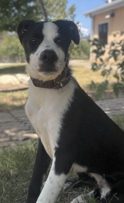 Pet Photo