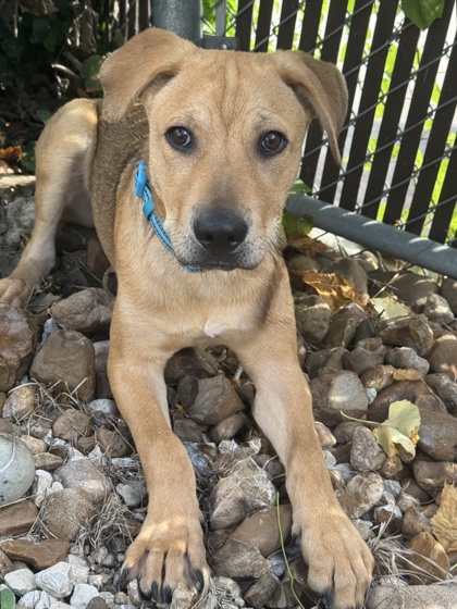 Pet Photo