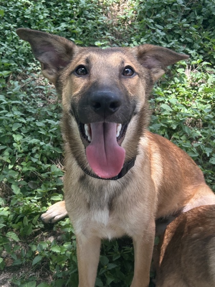 Foto de mascota