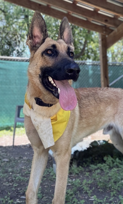 Pet Photo