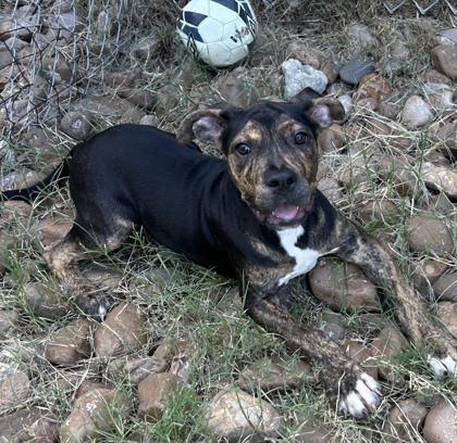 Pet Photo