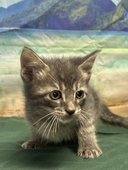 Pet Photo