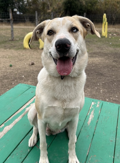 Pet Photo