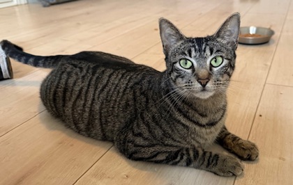 Pet Photo