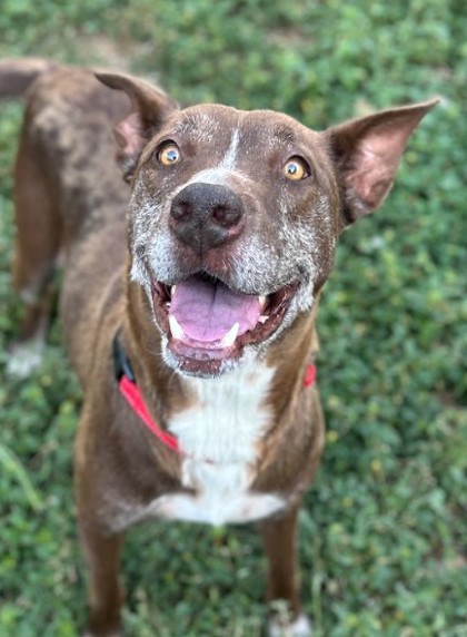 Pet Photo
