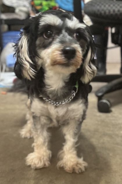 Pet Photo
