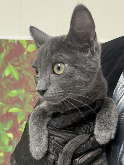 Foto de mascota