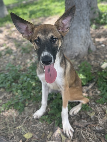 Pet Photo