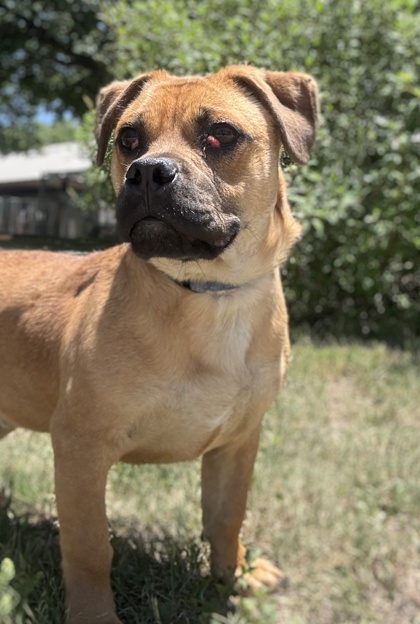 Pet Photo