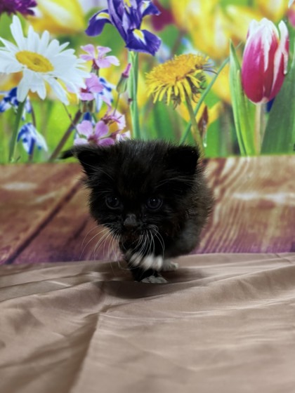 Pet Photo