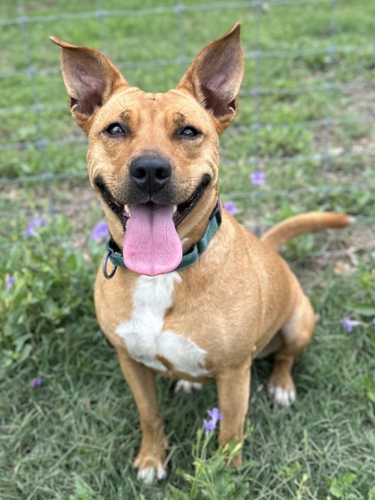 Pet Photo
