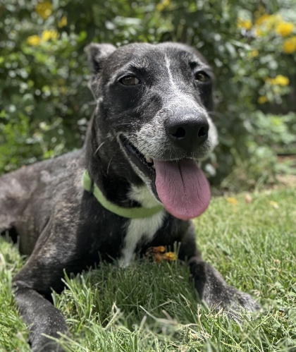 Pet Photo