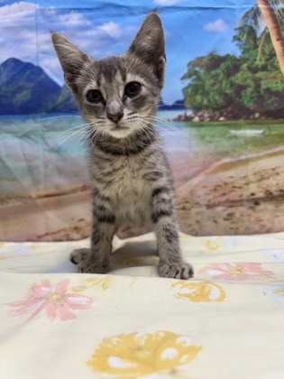 Foto de mascota