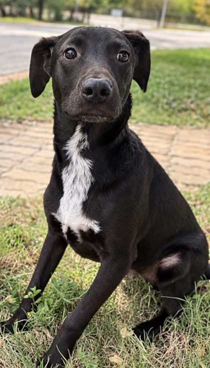 Pet Photo