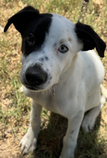 Pet Photo
