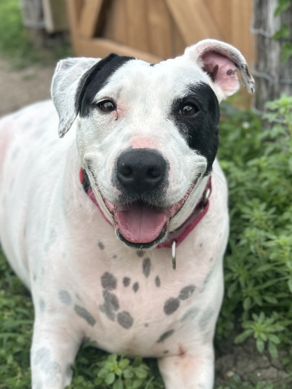 Pet Photo