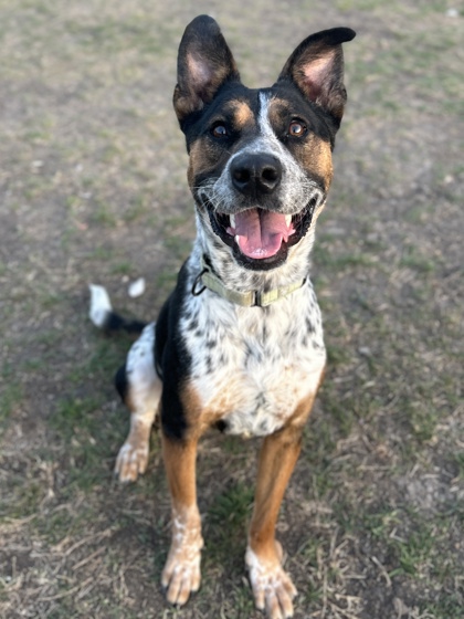 Pet Photo