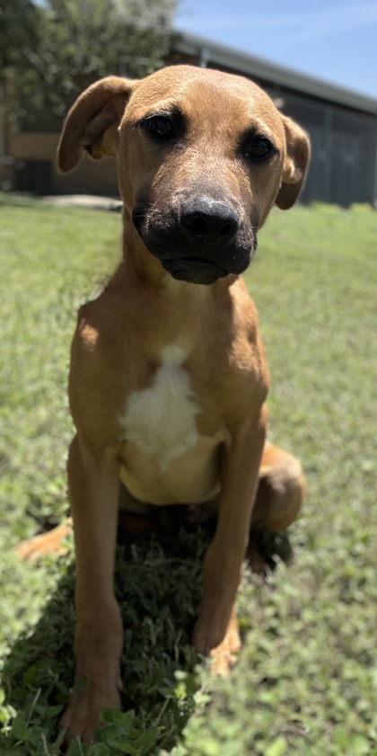 Pet Photo