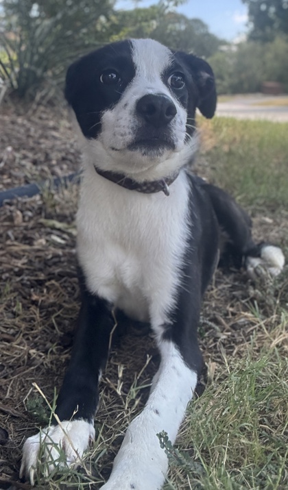 Pet Photo