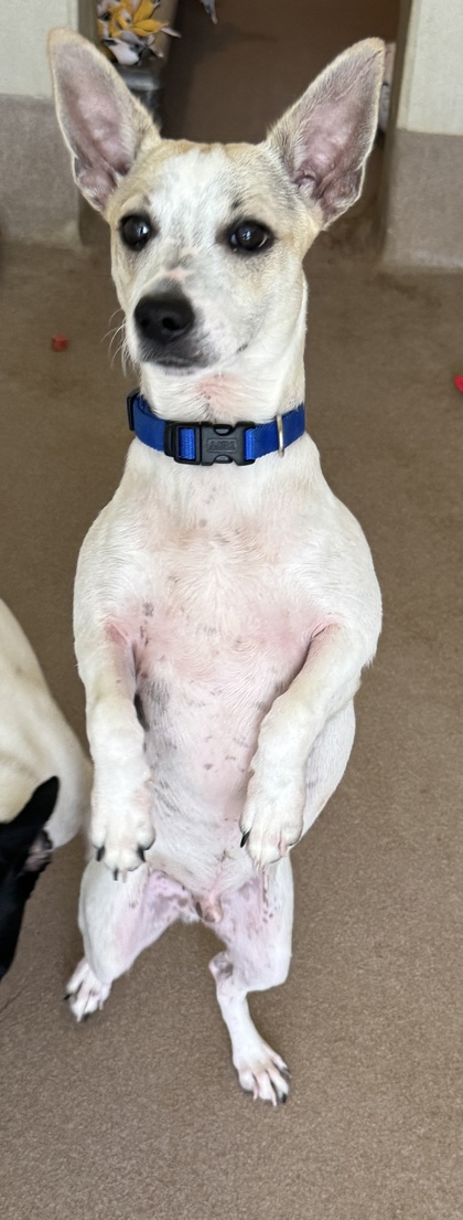 Pet Photo