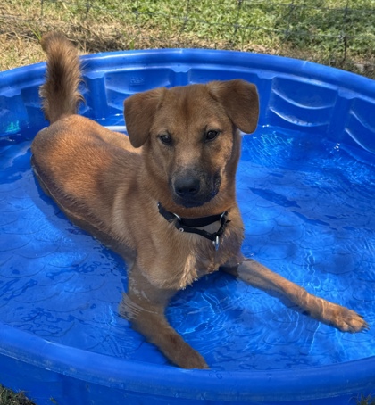Foto de mascota