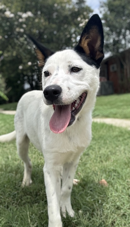 Pet Photo