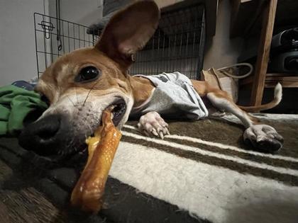 Pet Photo
