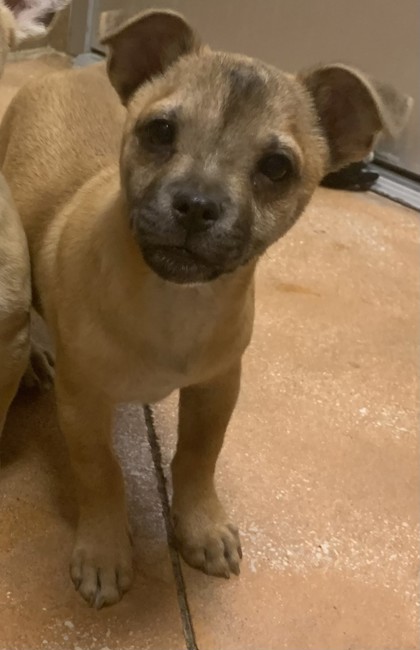 Pet Photo