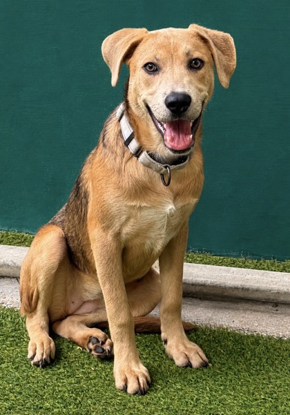 Foto de mascota
