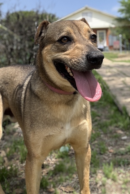 Pet Photo