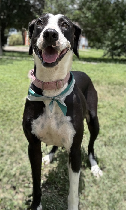 Pet Photo