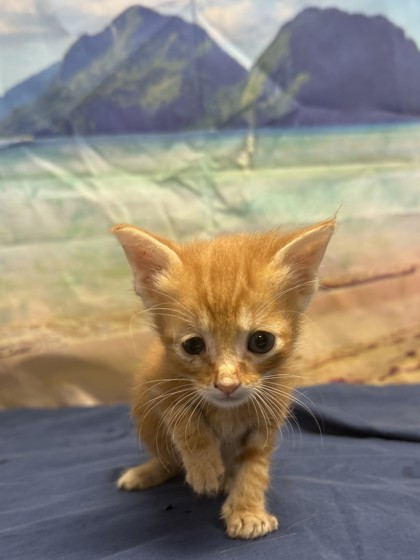 Pet Photo