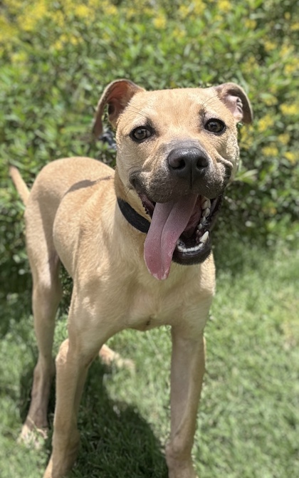 Pet Photo