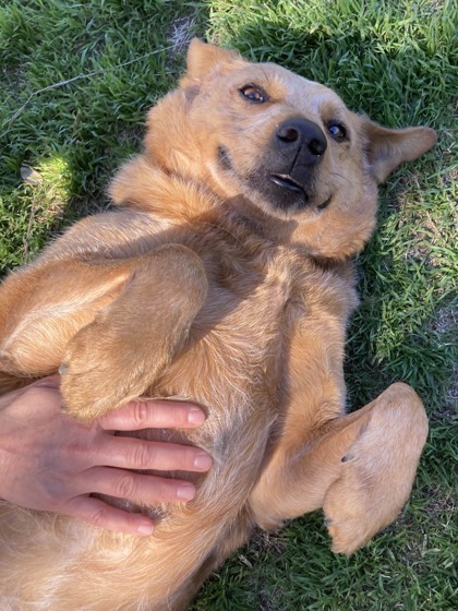 Pet Photo