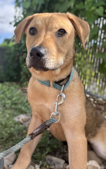 Pet Photo