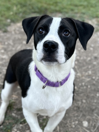 Pet Photo
