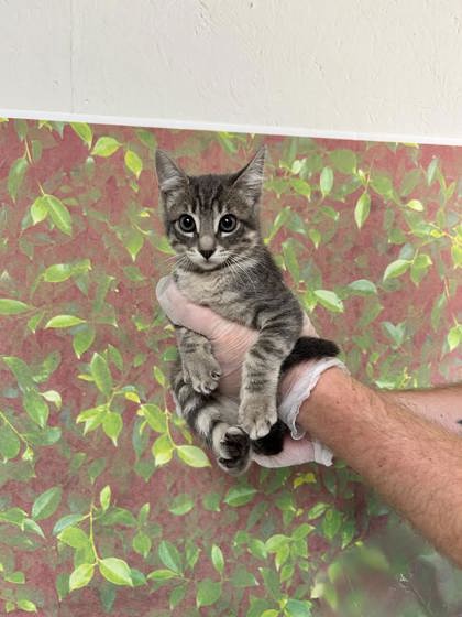 Foto de mascota