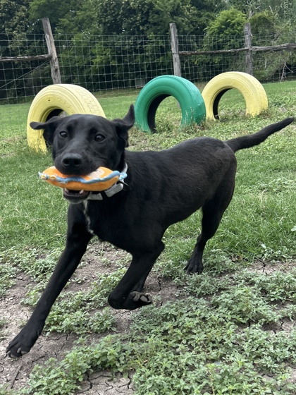 Pet Photo