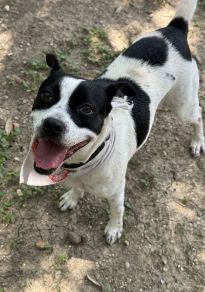 Pet Photo