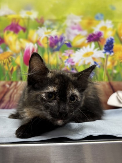 Pet Photo