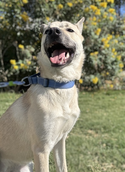 Pet Photo