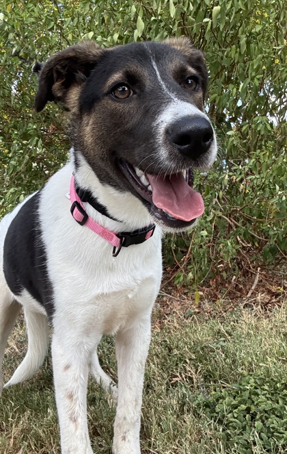 Pet Photo