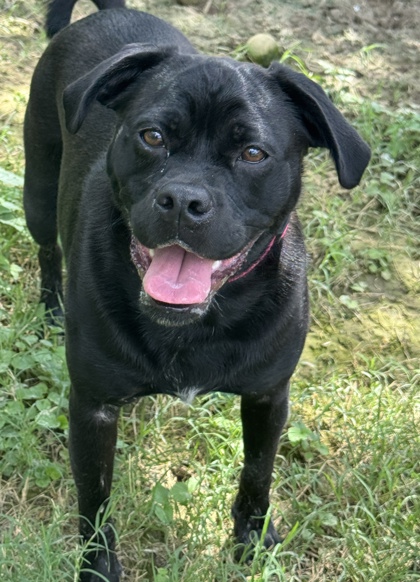 Pet Photo