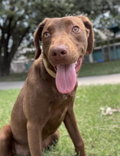 Pet Photo